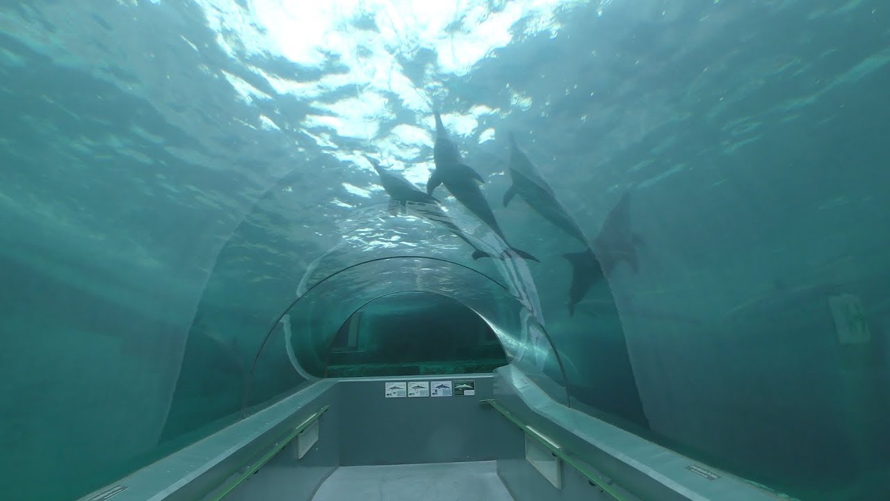 海洋水族館マリナリウムのイルカたち (太地町立くじらの博物館) 2018年12月26日