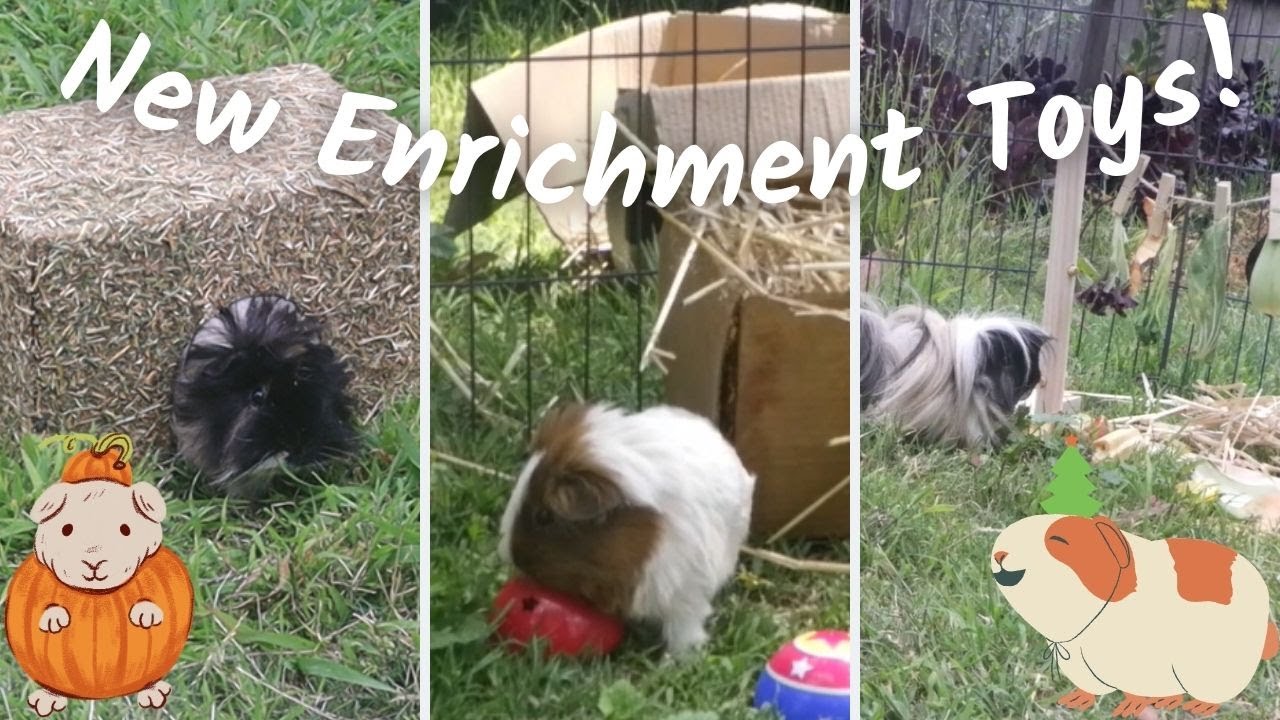 New Enrichment Toys For The Guinea Pigs! Their First Impressions + Video Compilations