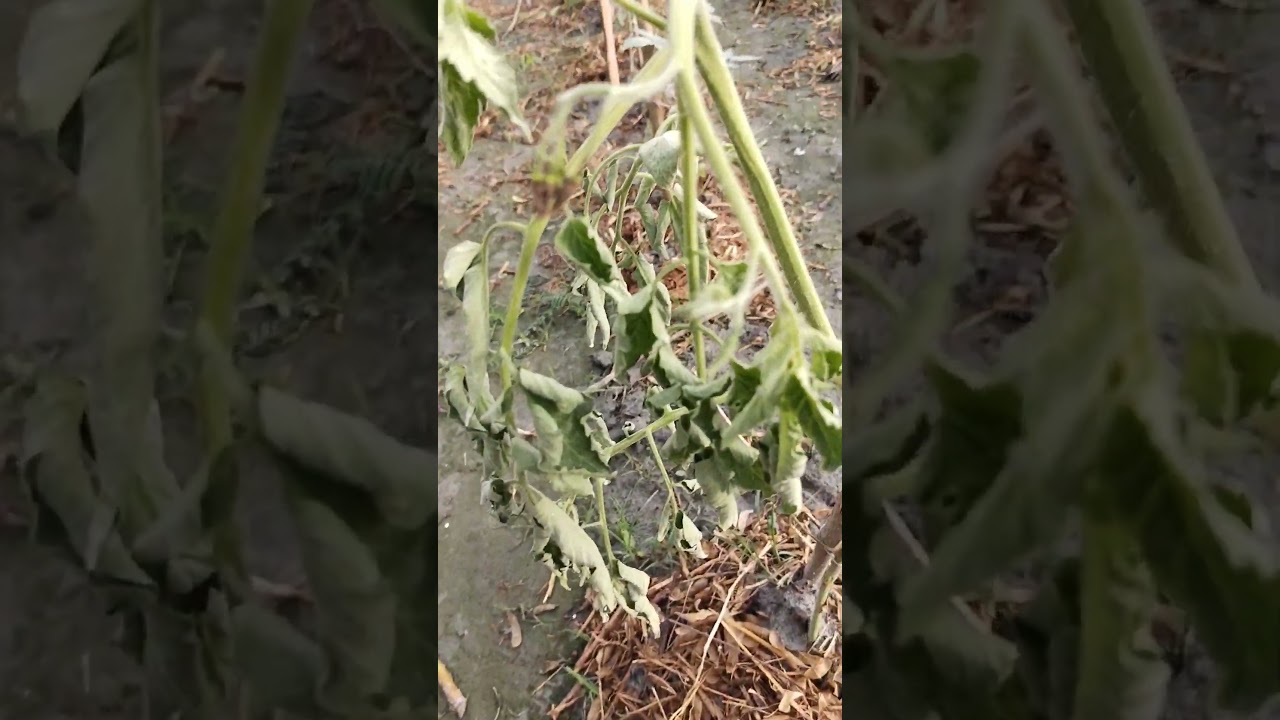 bd tomato agriculture #agriculture #bd #tomato