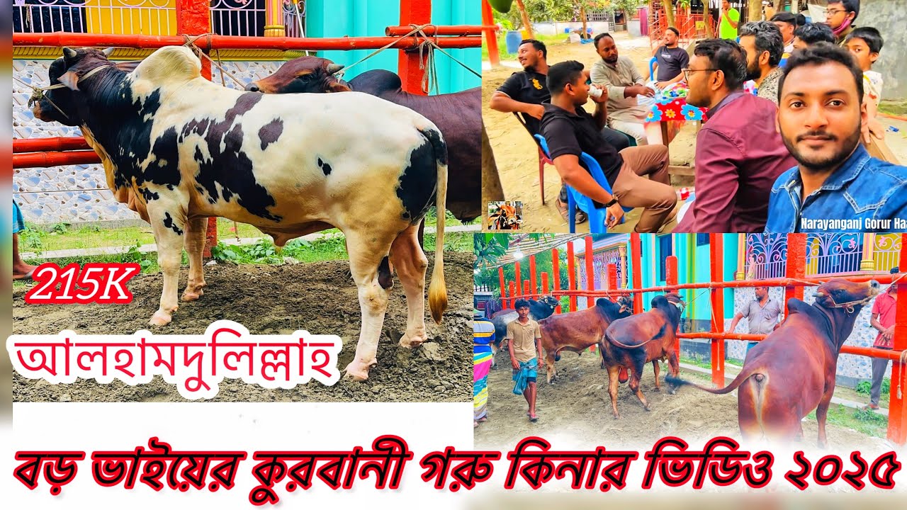 আলহামদুলিল্লাহ বড় ভাইয়ের কুরবানী গরু কিনার ভিডিও ২০২৫ | Qurbanir Vlog | 215k Narayanganj Gorur Haat