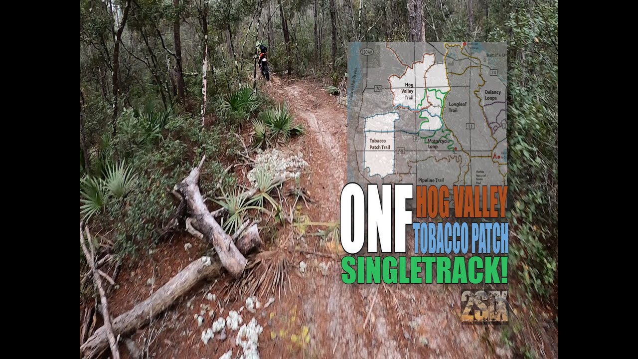Ocala National Forest, Hog Valley and Tobacco Patch Trails. SINGLETRACK!!