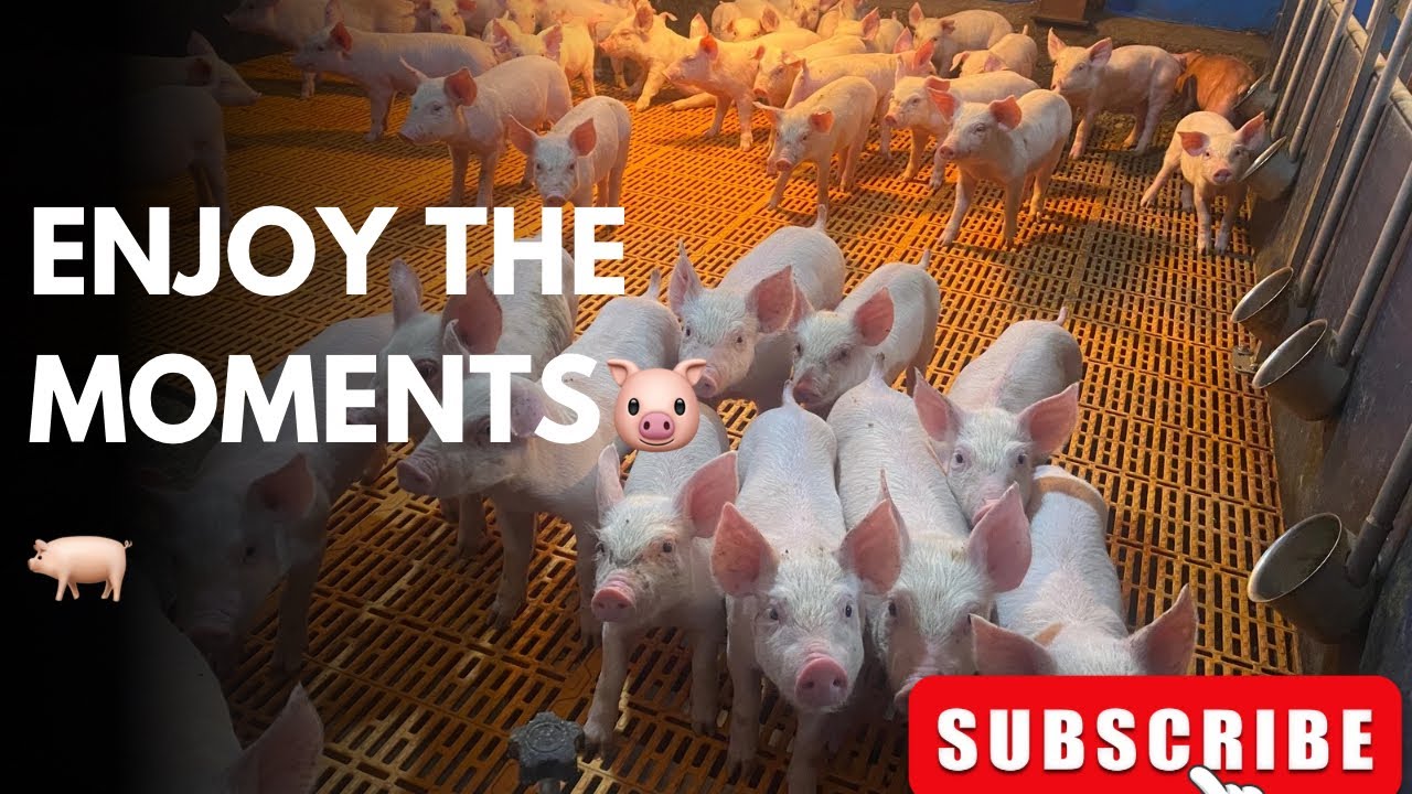 It’s piggy 🐖 time #pig #pigfeed #agriculturebusiness #highlights #animals