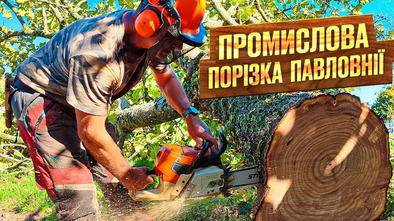 Промислова порізка павловнії.