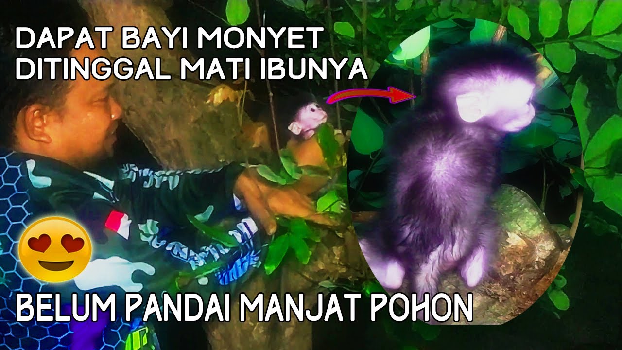 Dapat Bayi Monyet Yang Ditinggal M4ti Ibunya Belum Bisa Memanjat Pohon