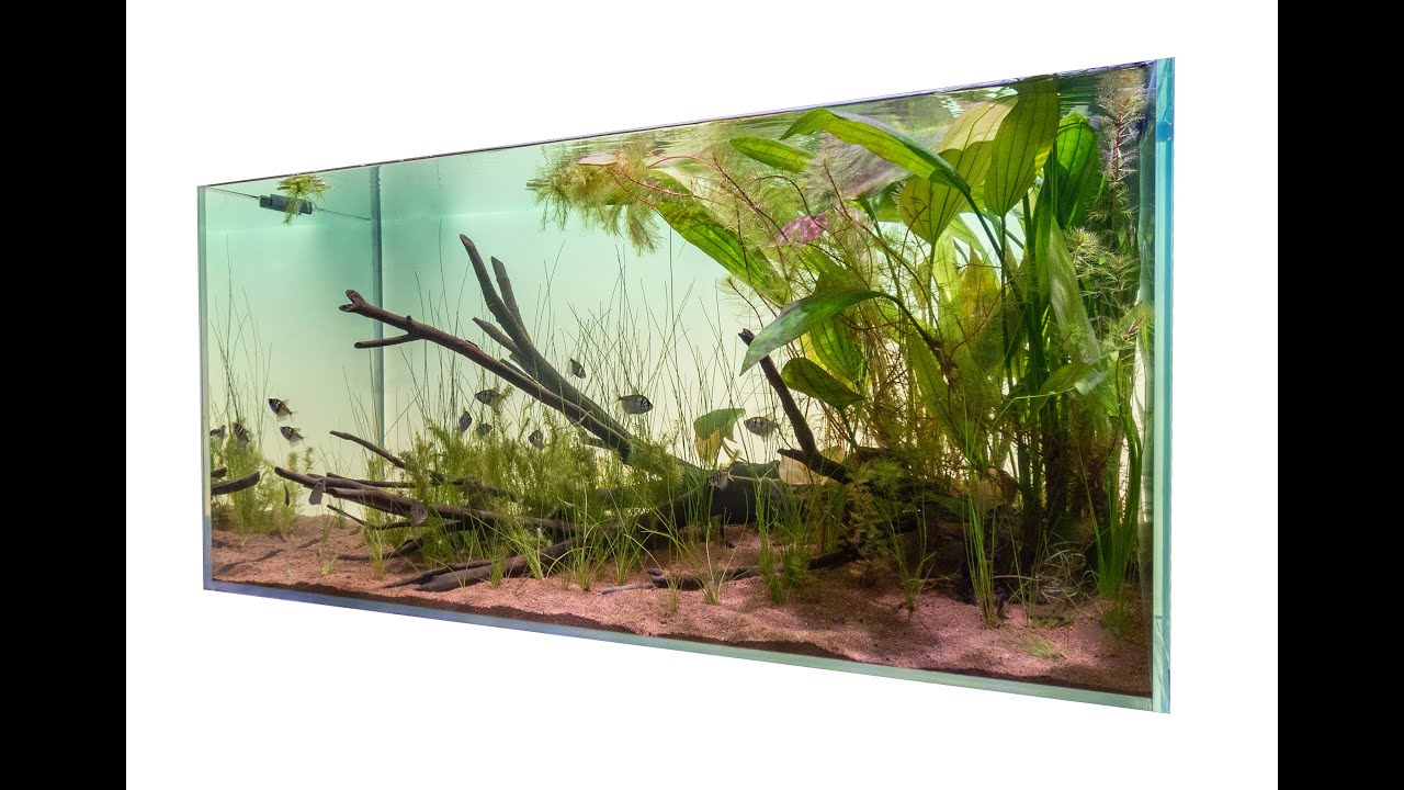 Pantanal Wetland & Biotope Step by Step setup