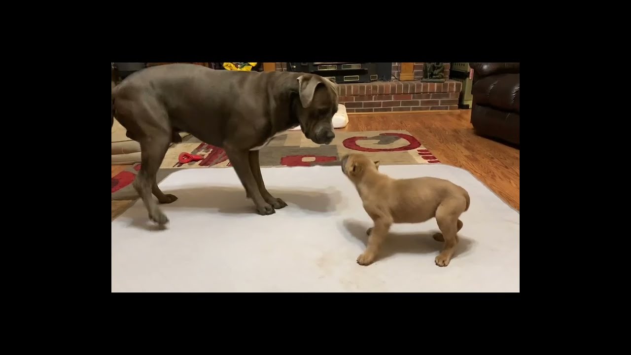Introducing 8 week old Cane Corso puppy to her new pack. Then current day play.