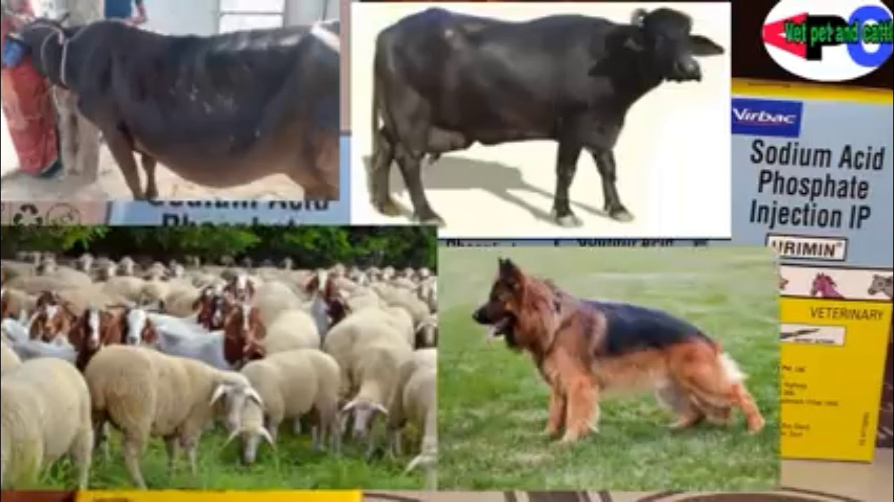 Urimin Injection For Animals