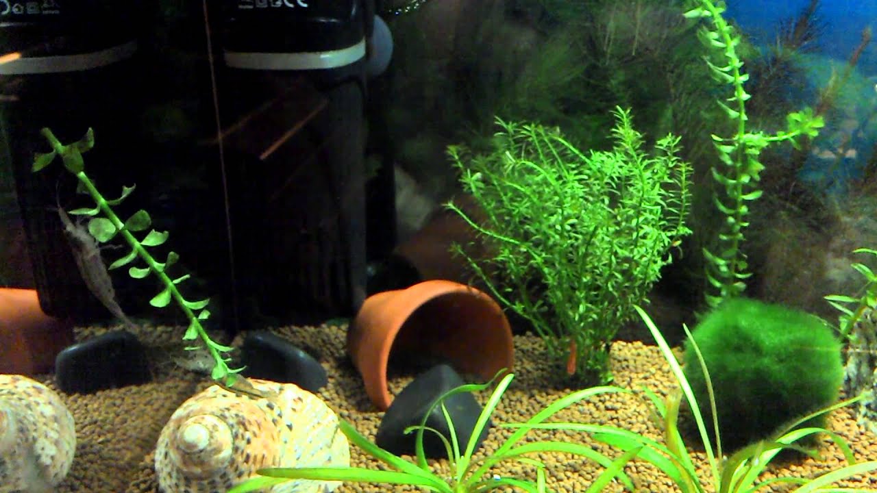 Small tank with Ember Tetras and shrimp