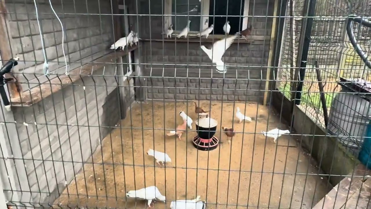 Przegląd gołębi 