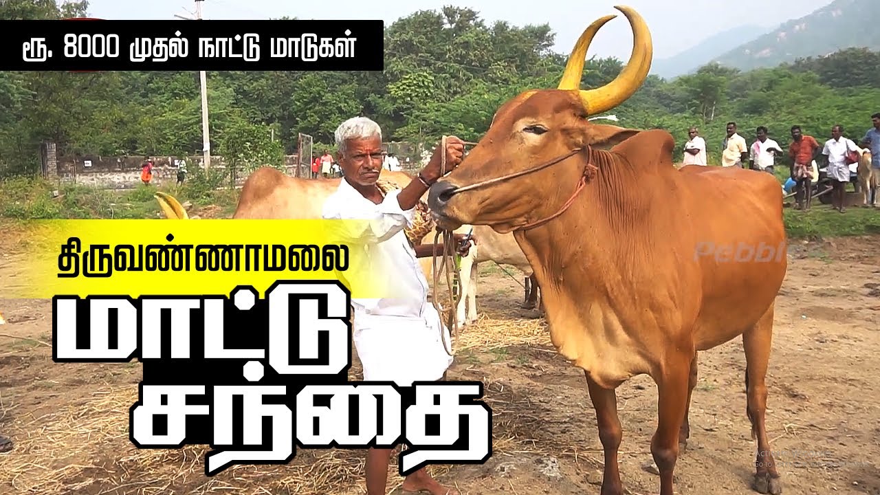 ரூ.8000 முதல் நாட்டு மாடுகள் | திருவண்ணாமலை மாட்டு சந்தை | பசு மாடு விலை | Cow Market tiruvannamalai
