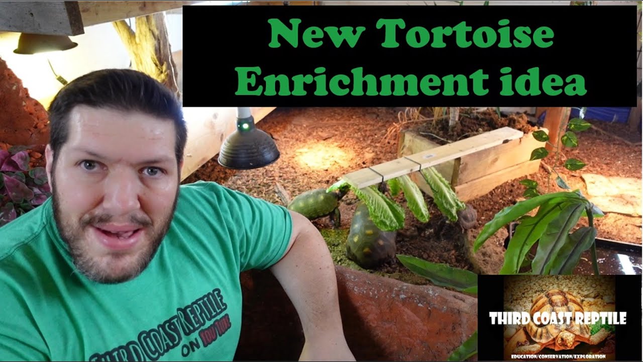 New Tortoise Enrichment Idea