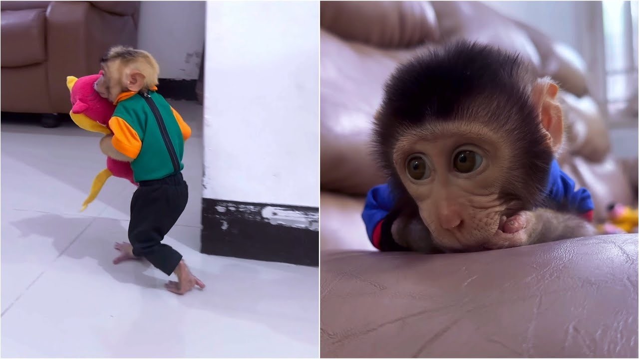 Alpha leaves Baby Monkey Dino to steal vegetables that Mommy will cook