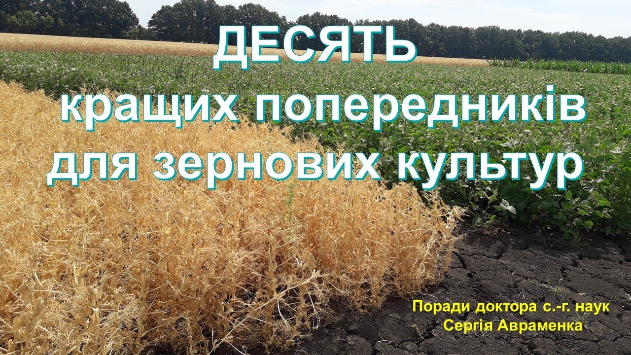 Десять кращих попередників для зернових культур