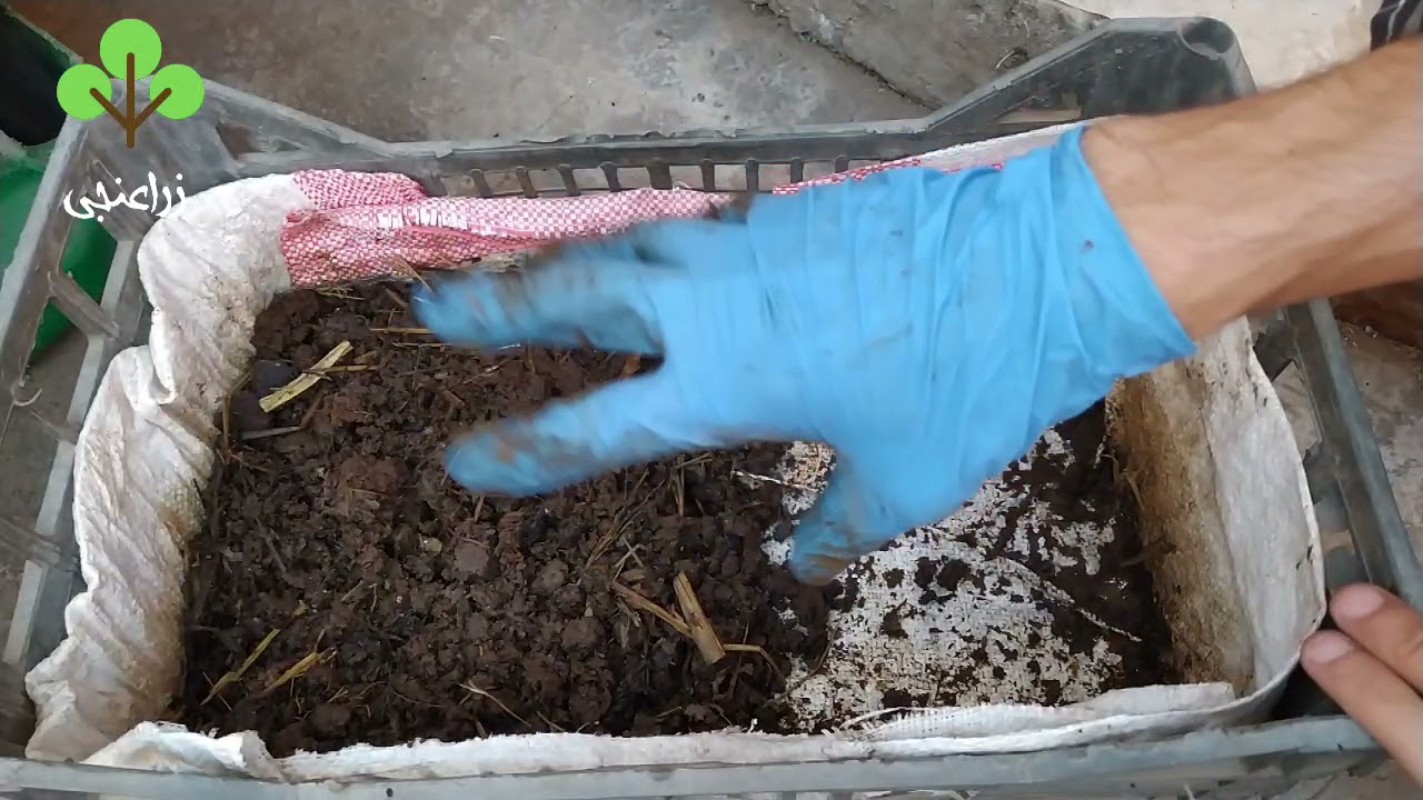 تجربة مخلفات الدواجن مع مزرعه الزاحف الافريقي |دود الفيرمى كمبوست #زراعنجى