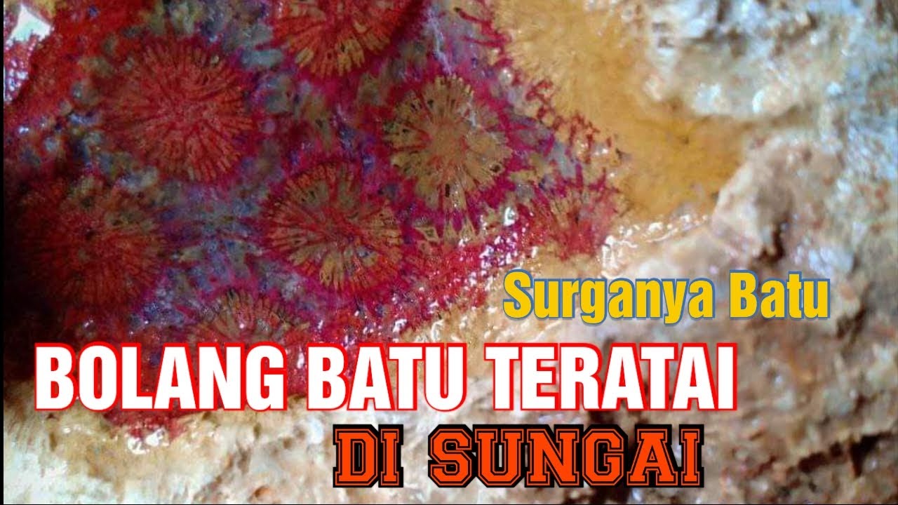 BOLANG BATU TERATAI & LIPAN DI SUNGAI BANYAK BANGET BOSKU BATUNYA