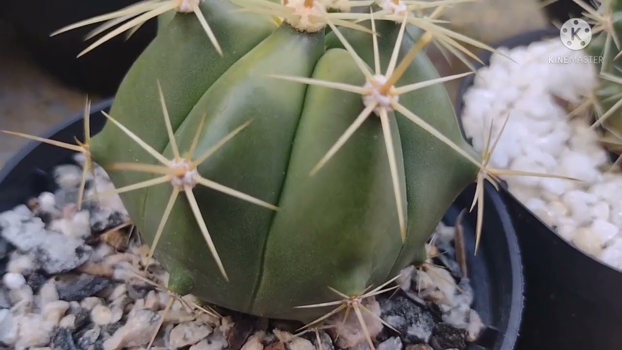 Diferenciando alguns Ferocactus!
