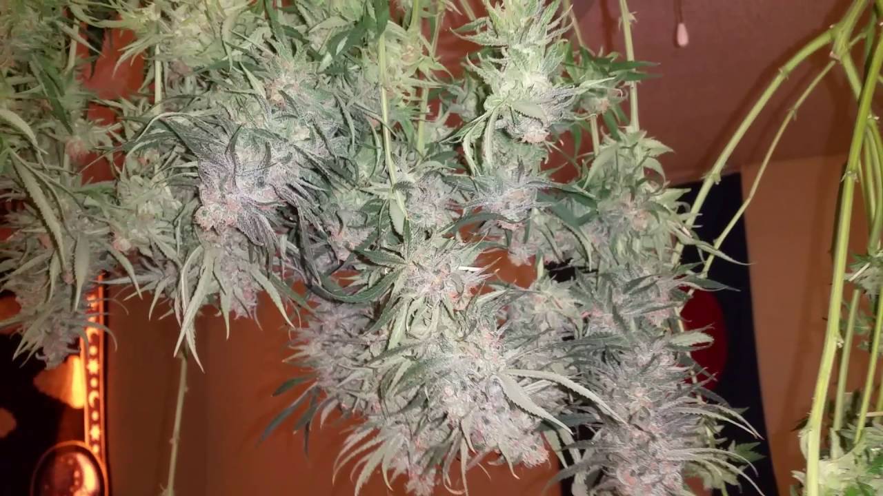 Medical cannabis harvest.