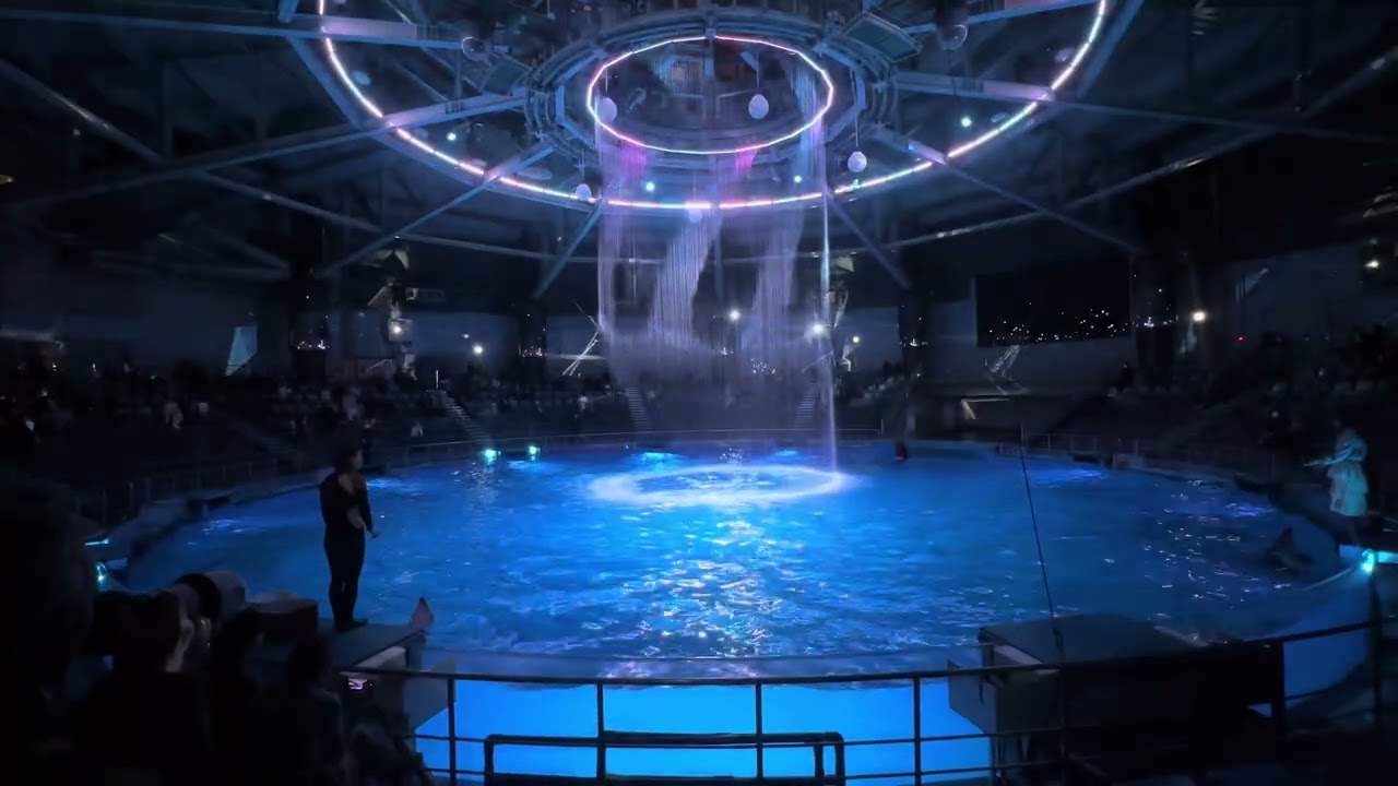 The Dolphin Show at Maxell Aqua Park Shinagawa || World best dolphin show #dolphin #dolphinshow 