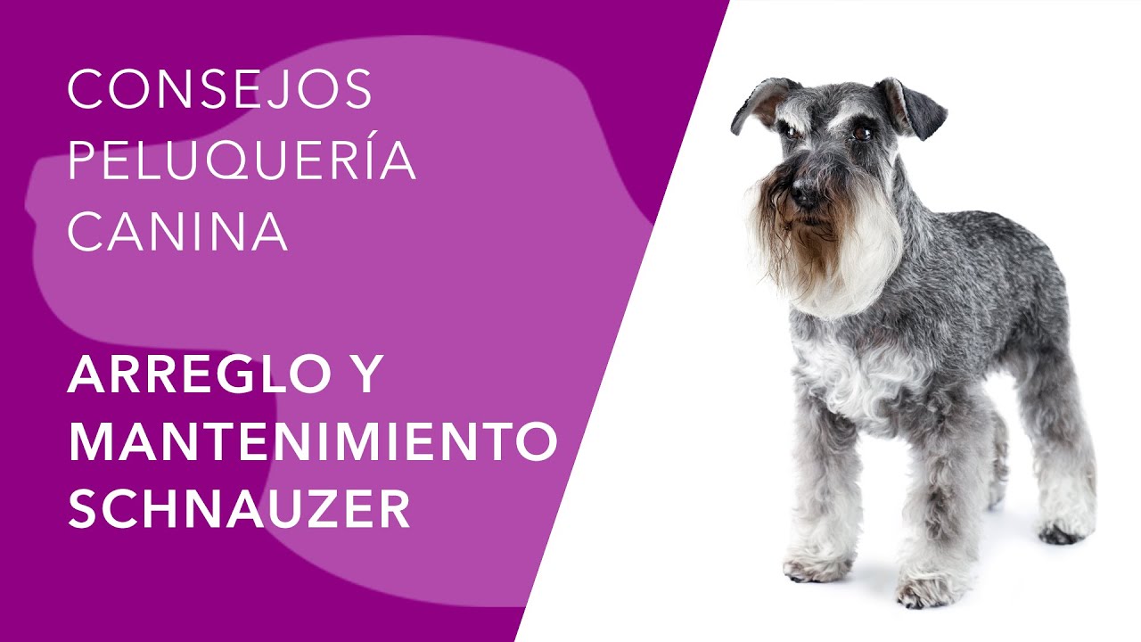 ARREGLO DE MANTENIMIENTO DEL SCHNAUZER