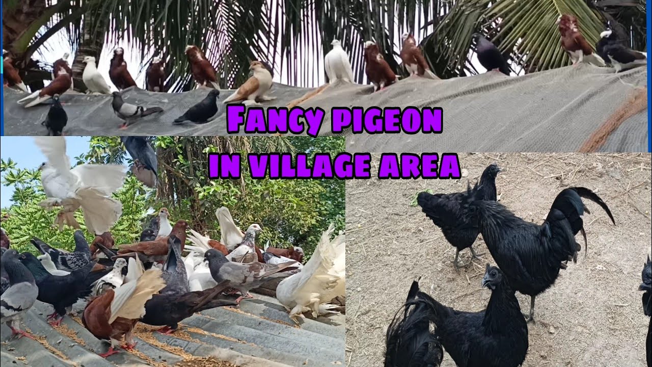 Fancy Kabutar In Village Side / Fancy pigeon loft in village area