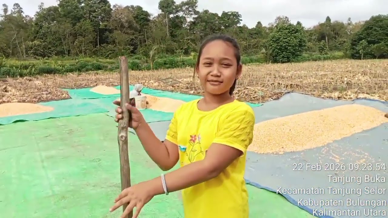 JEMUR JAGUNG DARI LAHAN TRANSMIGRASI KALIMANTAN