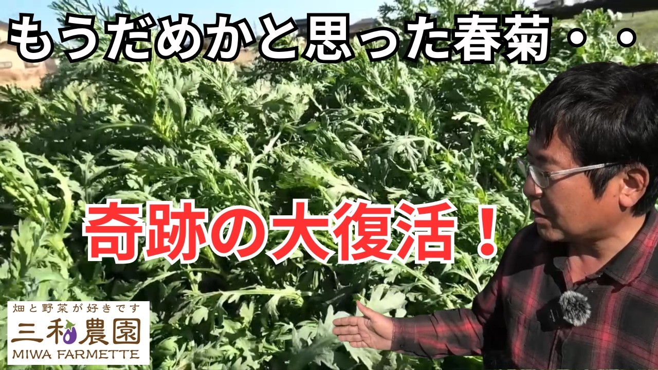 農家でも予想できなかった春菊栽培の結末・・（2026.3.9）