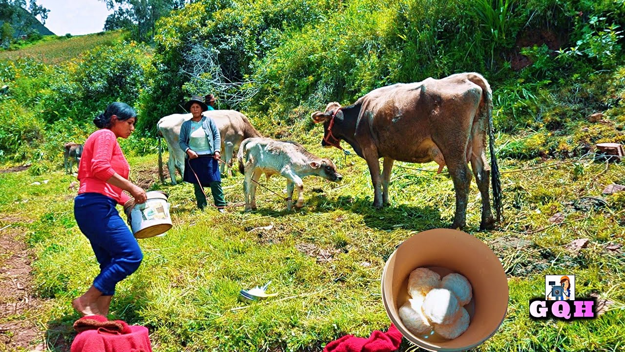 Yendo a Pastar Vacas - Ordeñando y Haciendo Queso de Vaca 😋❤️ | Isabel Quispe