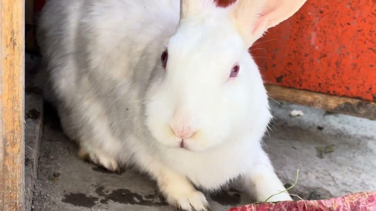 My Pregnant. Rabbit//Soooo cute Rabbit ||bunny