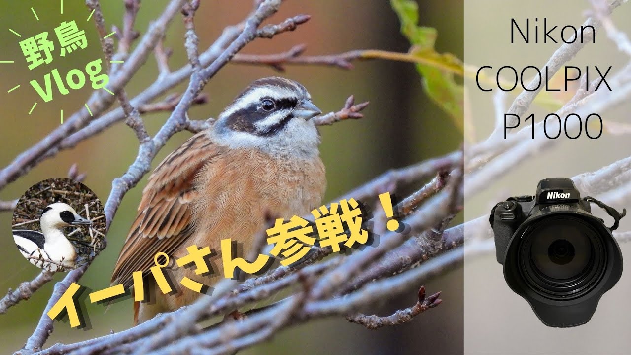 《COOLPIX P1000で！》イーパさんと里山&湖の林道で2日間野鳥観察！【コンデジ野鳥Vlog】