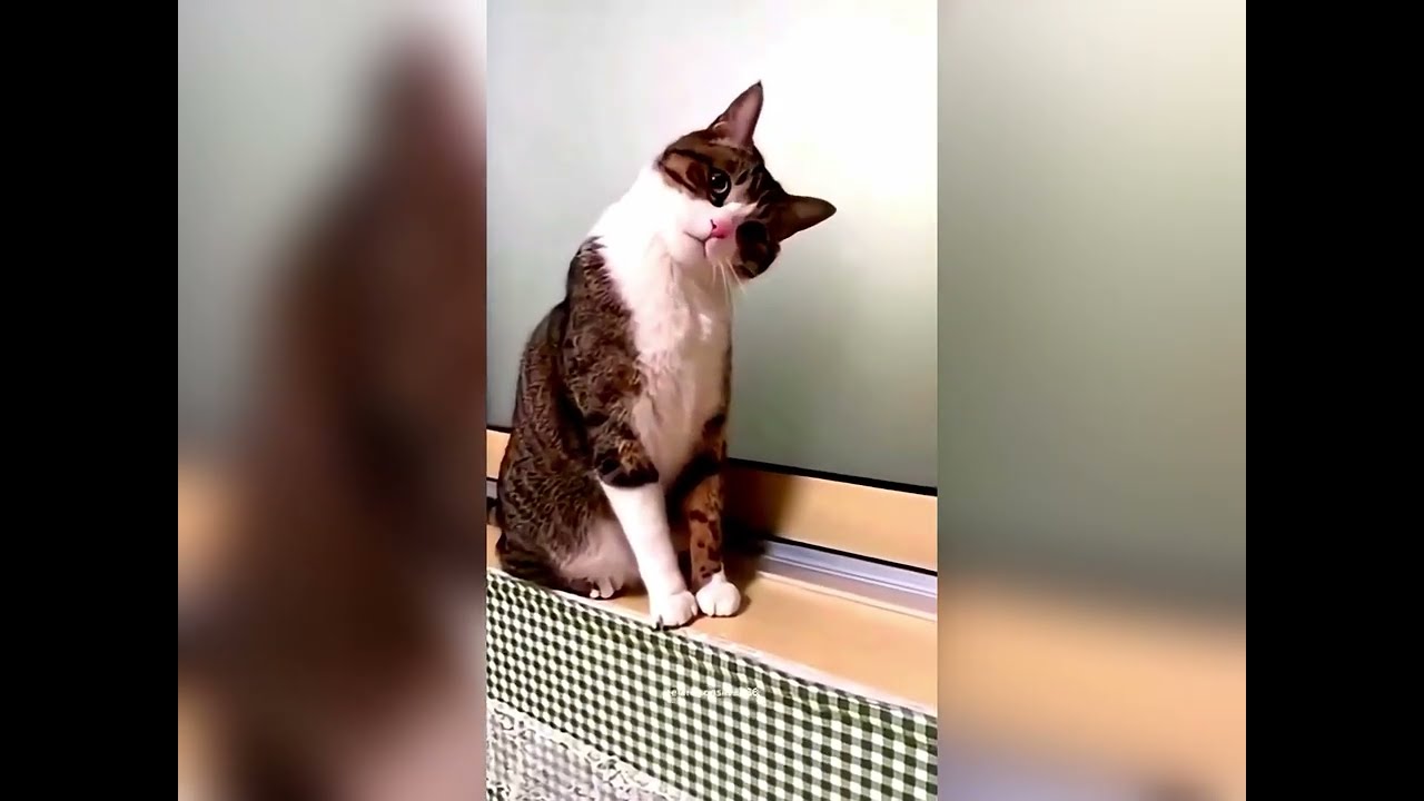 Выходки ленивых котов 😹 Забавная подборка видео с котами | Милые и жизненные моменты #catvideos #...
