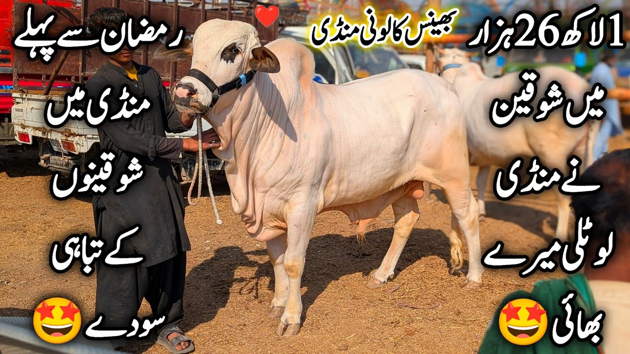 Bhains Colony Mandi Karachi Cattle Latest Rates Update 4 February 2026 || Bakra Eid Season 2026