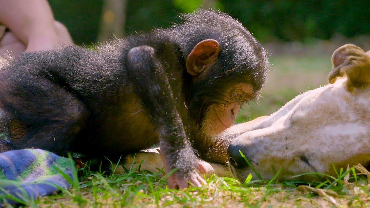 Puppies and Baby Chimpanzees Make The Cutest Friends | Baby Chimp Rescue | BBC Earth Kids