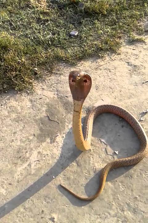 dangerous cobra attack on person