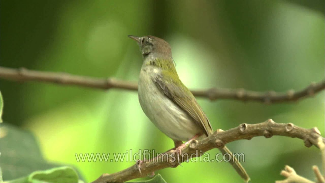 Tailor Bird nest building in Delhi