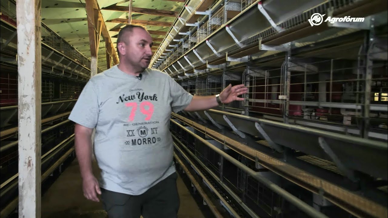Ketreces vagy mélyalmos tojás? - Ilyen a feljavított ketreces tojástermelés a Kereki-Farmnál
