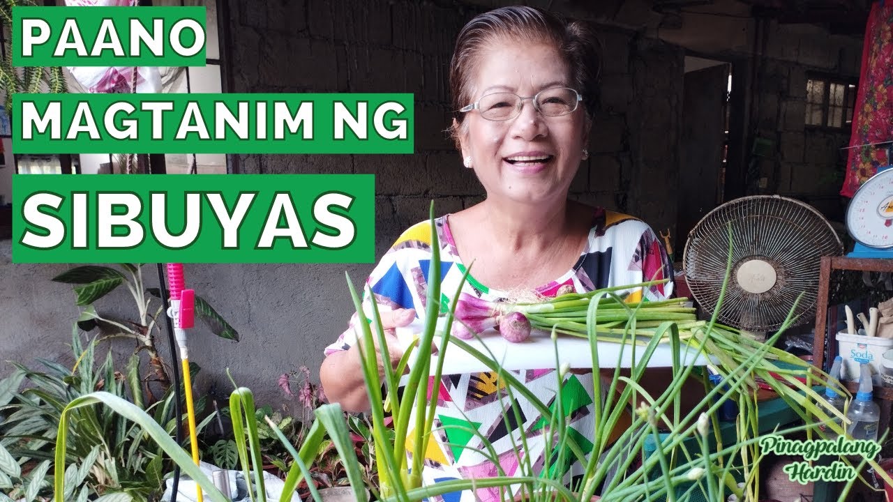 MAGTANIM TAYO NG SIBUYAS AT LUYA
