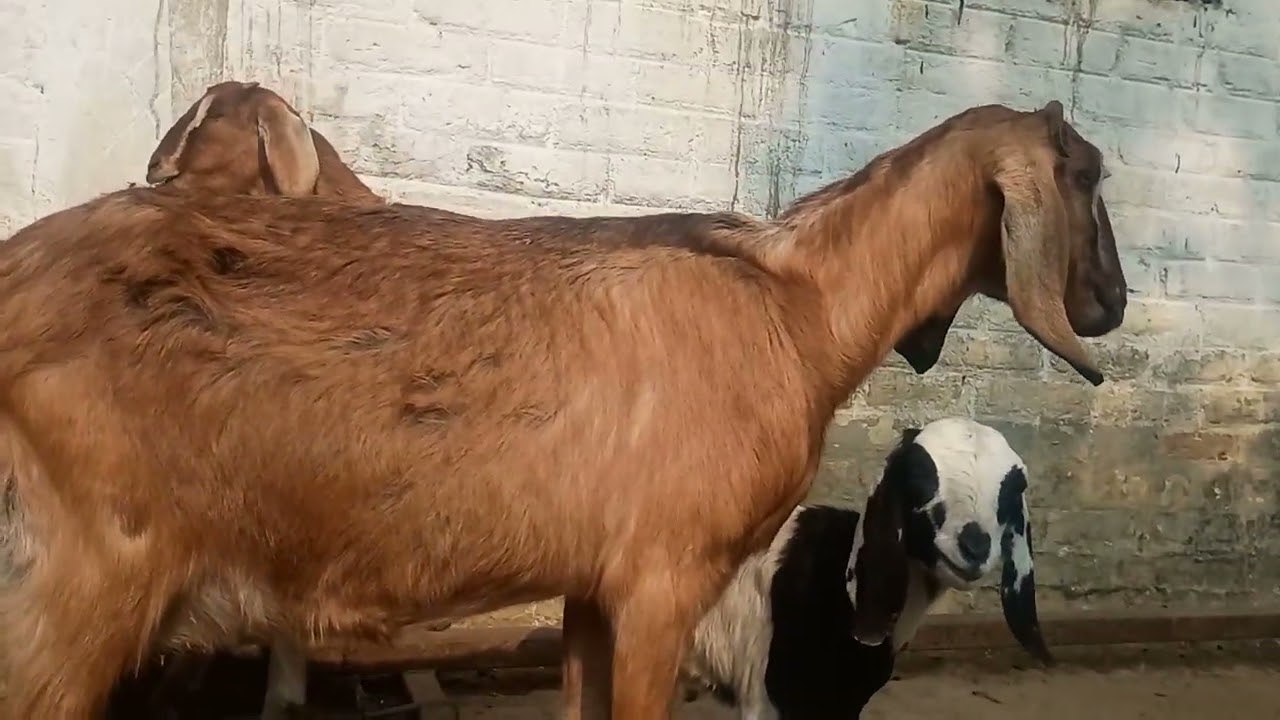 बिना चराए (Stall-fed) बकरी पालन 😱🥺🐐🔥💞🍀#whitegoat #goatfarming #animals #goats#farming #video#viral