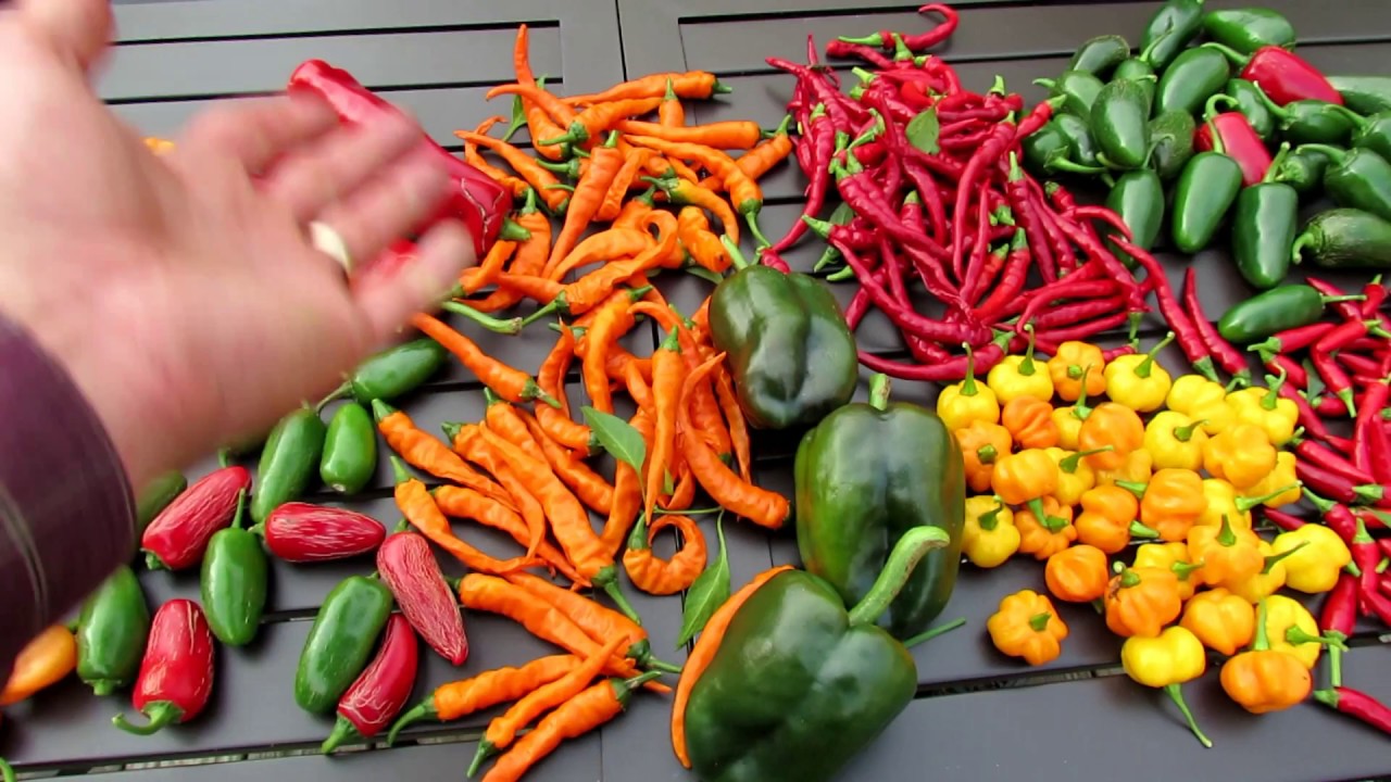 Harvesting 8 Varieties of Hot Peppers: Tips, Great Container Varieties & Seed Saving