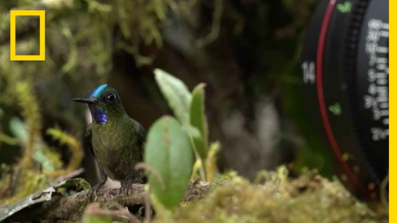 Filming Fast Hummingbirds: On Location | Hostile Planet