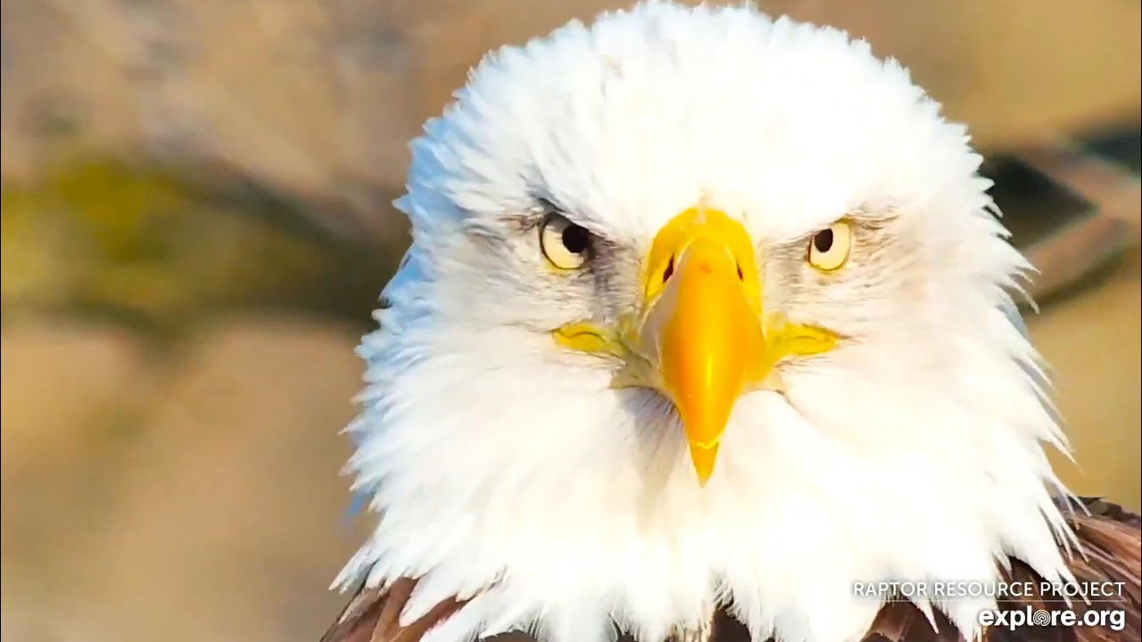 Decorah Eagles | Awesome close-ups of Mom Decorah ~ 02-20-2020