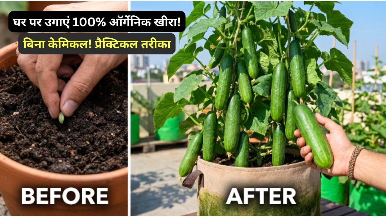 🥒🥒🥒 घर पर ऑर्गेनिक खीरा कैसे उगाएं | How to Grow Organic Cucumber at Home (Practical Guide) 🌱🥒
