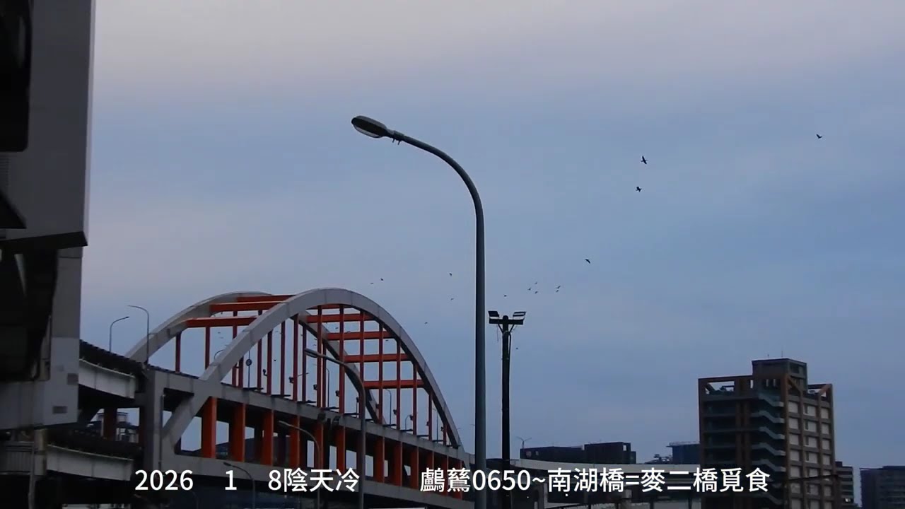 2026.1月8日 陰天冷  基隆河鸕鶿