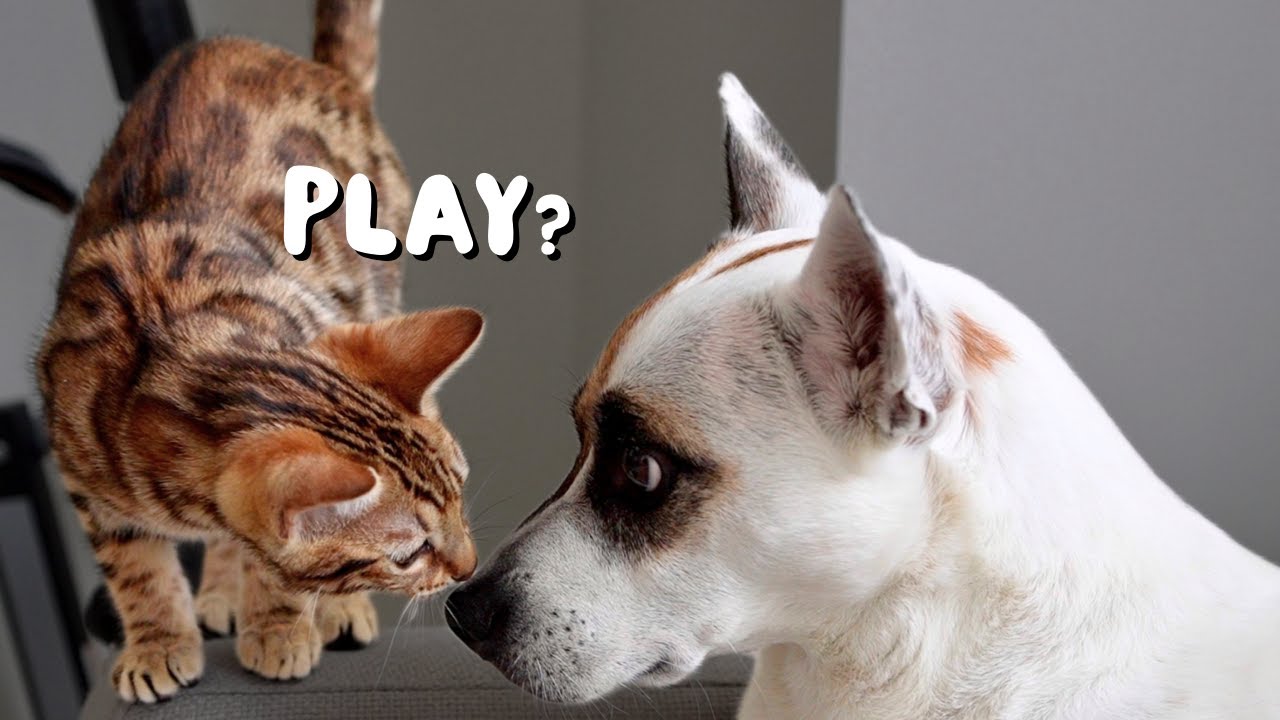 Can our Bengal kitten learn to play with our rescue dog? | Ep 5