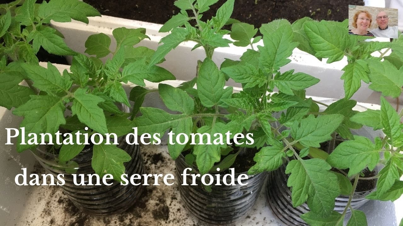 Plantation des tomates dans une serre froide