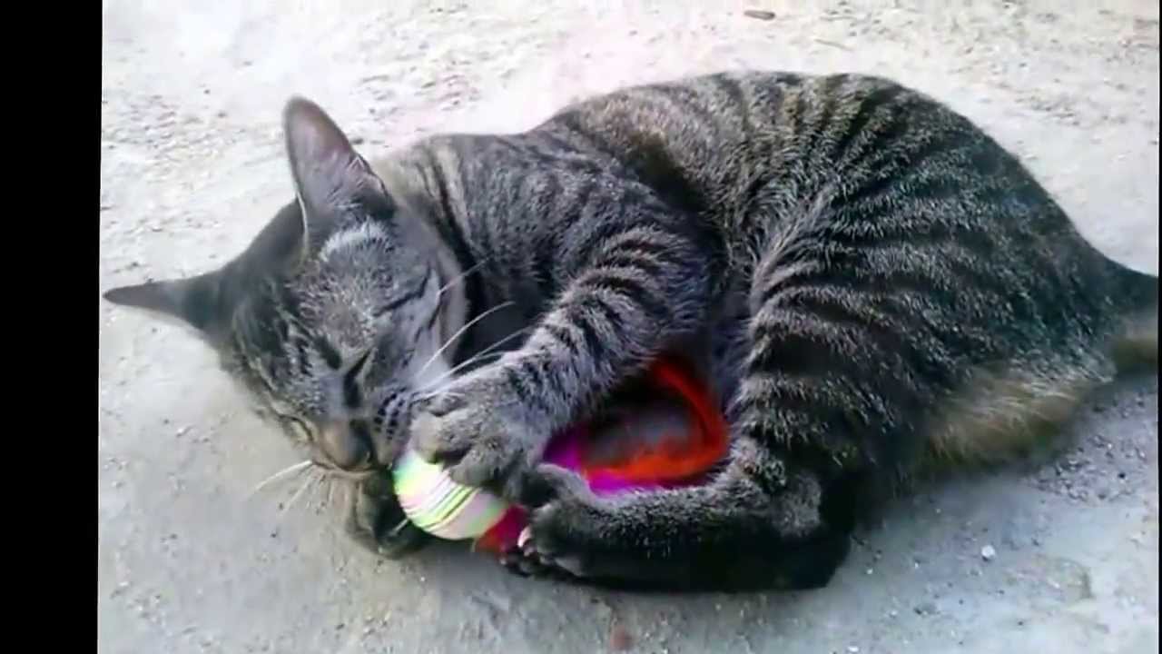Gatos Brincando com Bolinha