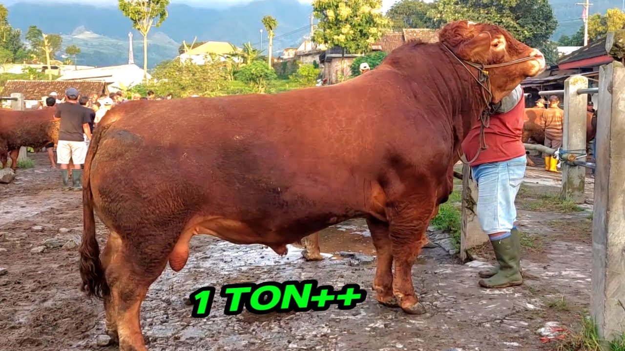 65 JUTA‼️ GEGER GEDEN LIMOUSIN RAKSASA SAPI QURBAN PARA SULTAN MASUK PASAR WAGE PLAOSAN MAGETAN