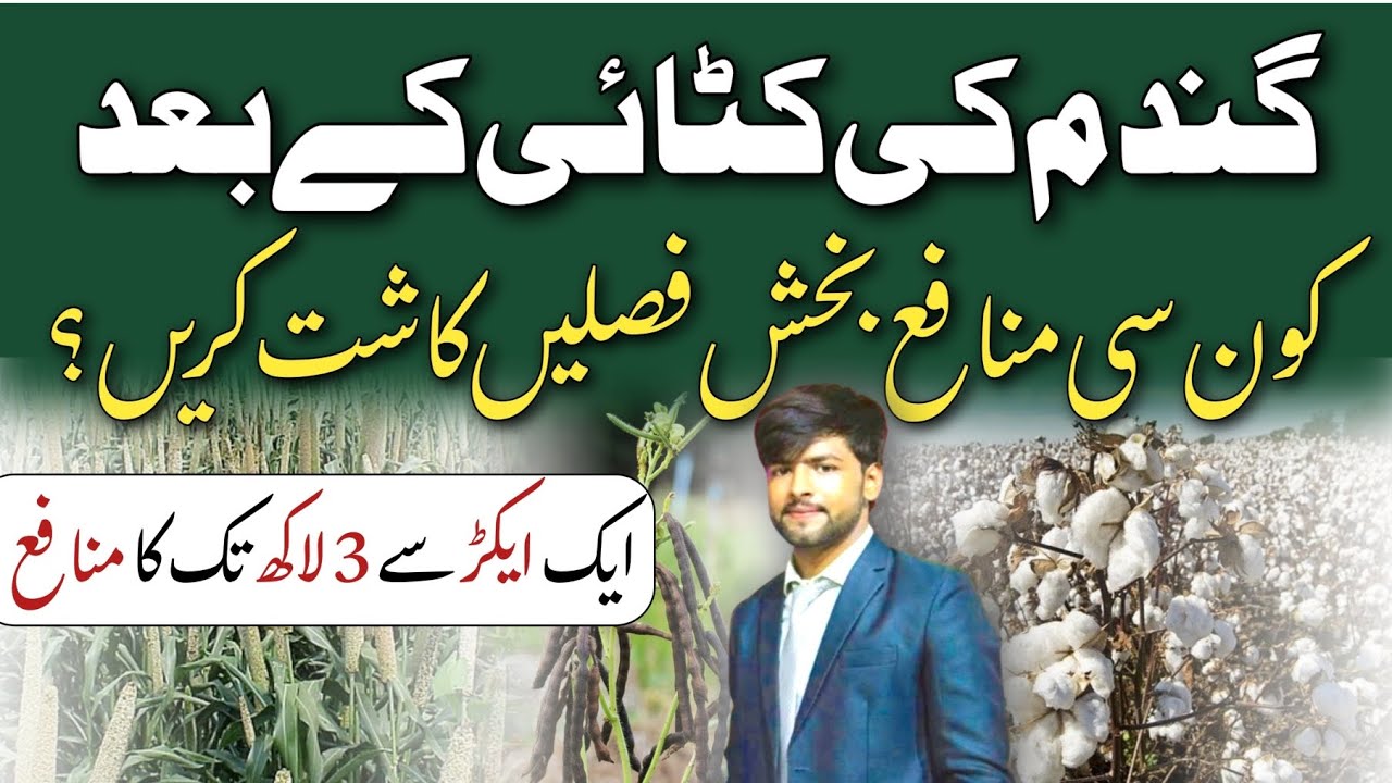 Profitable Crops After Wheat Harvesting | Which Crops Should be Cultivated after Wheat