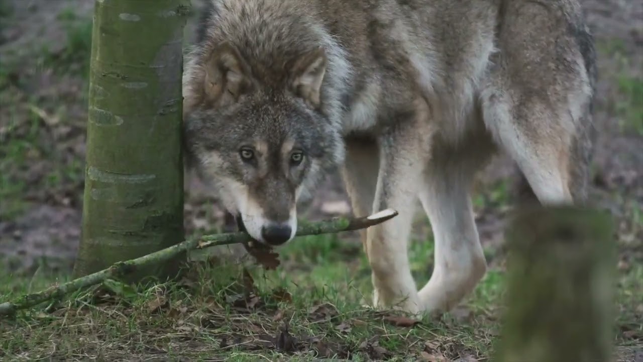 Instinct vs Learning, Nature vs Nurture