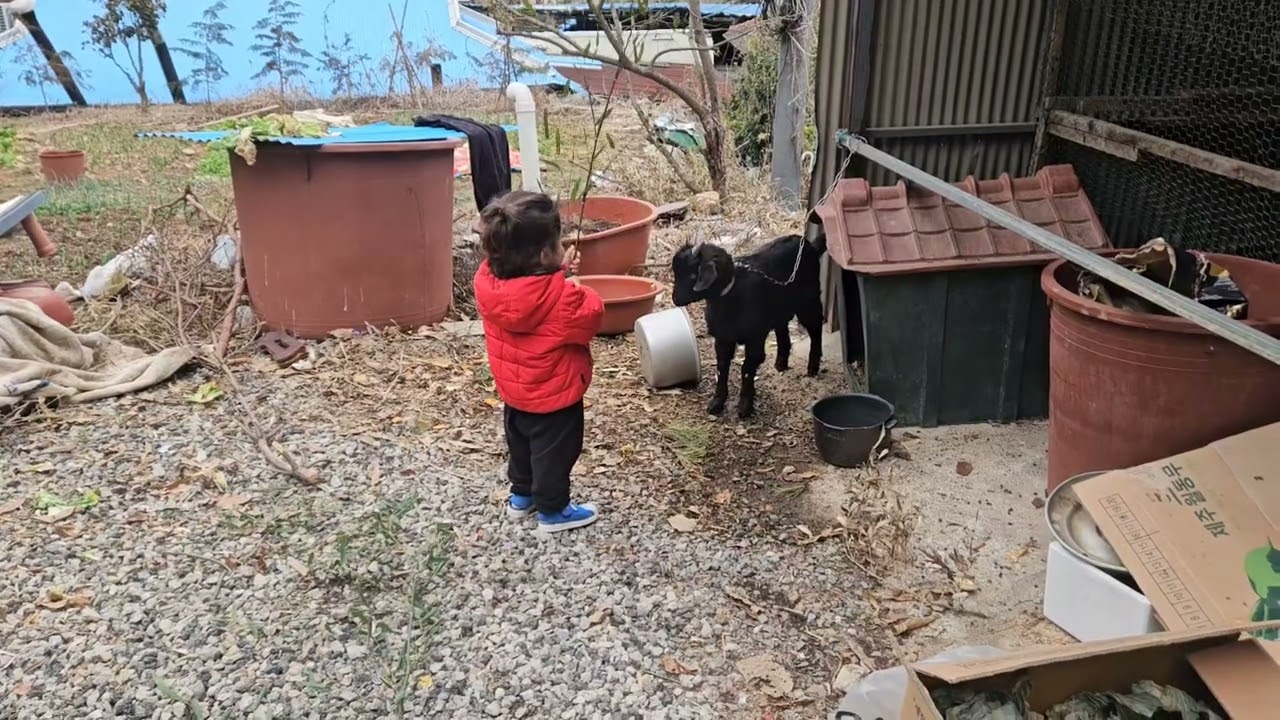How to train a goat with siwoo 