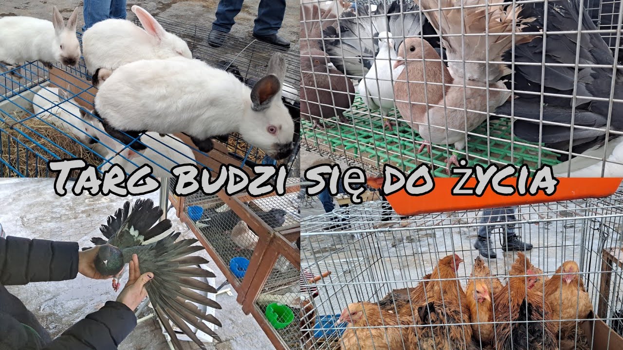 Giełda Zwierząt Lublin 7.02.2026 gołębie, króliki, kury, kaczki, rybki akwariowe,papugi 
